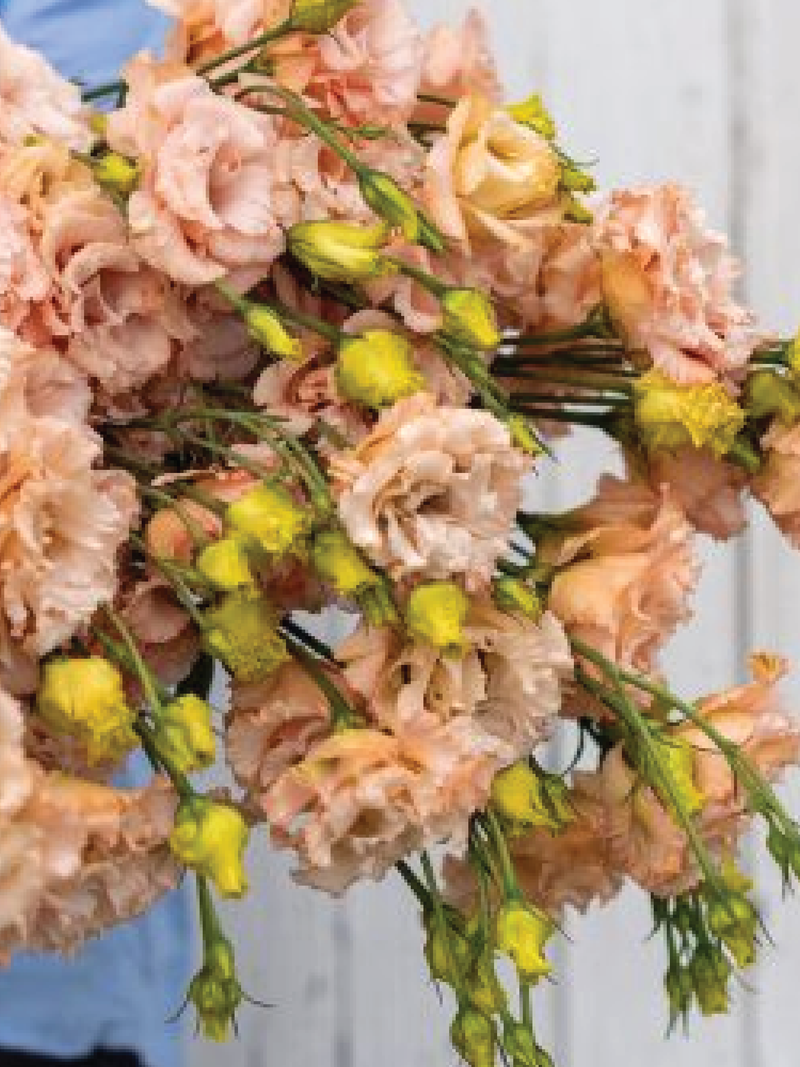 VOYAGE LIGHT APRICOT EUSTOMA/LISIANTHUS SEEDLING <br>شتلات زهور الاستوما / الليسيانثس لايت أبريكوت