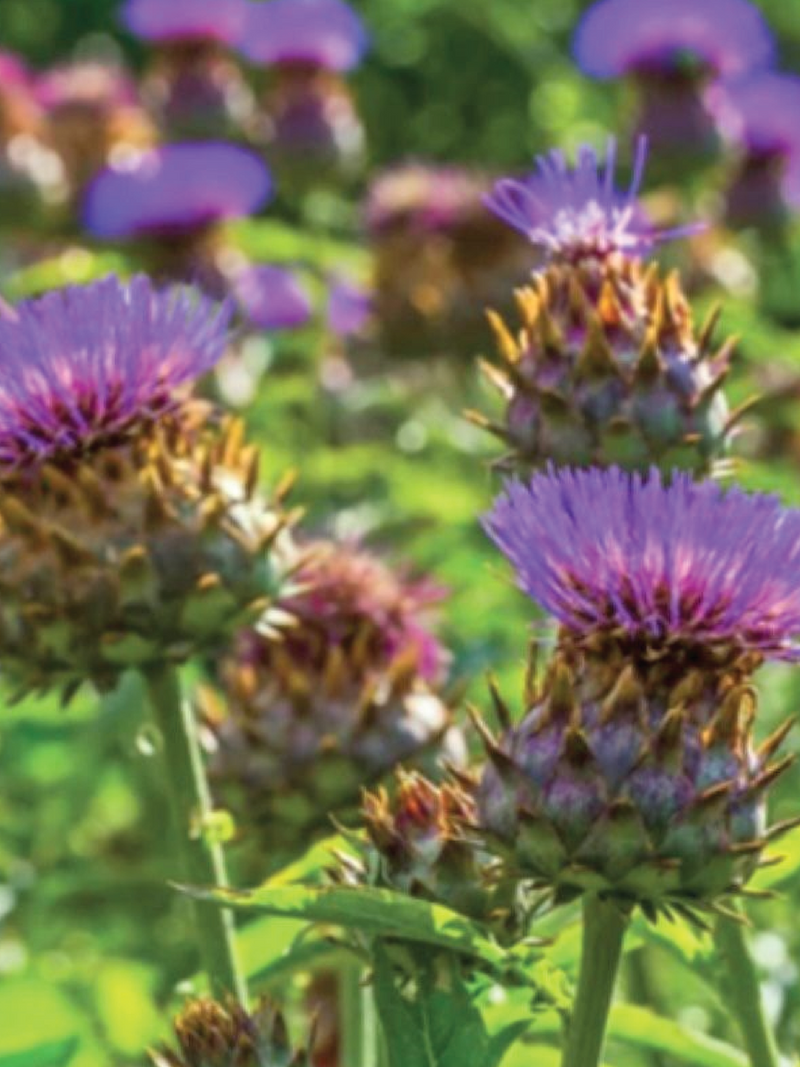 CARDOON SEEDS <br> بذور الكردون