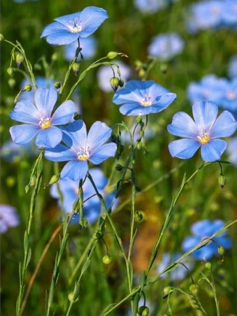 BLUE FLAX SEEDS