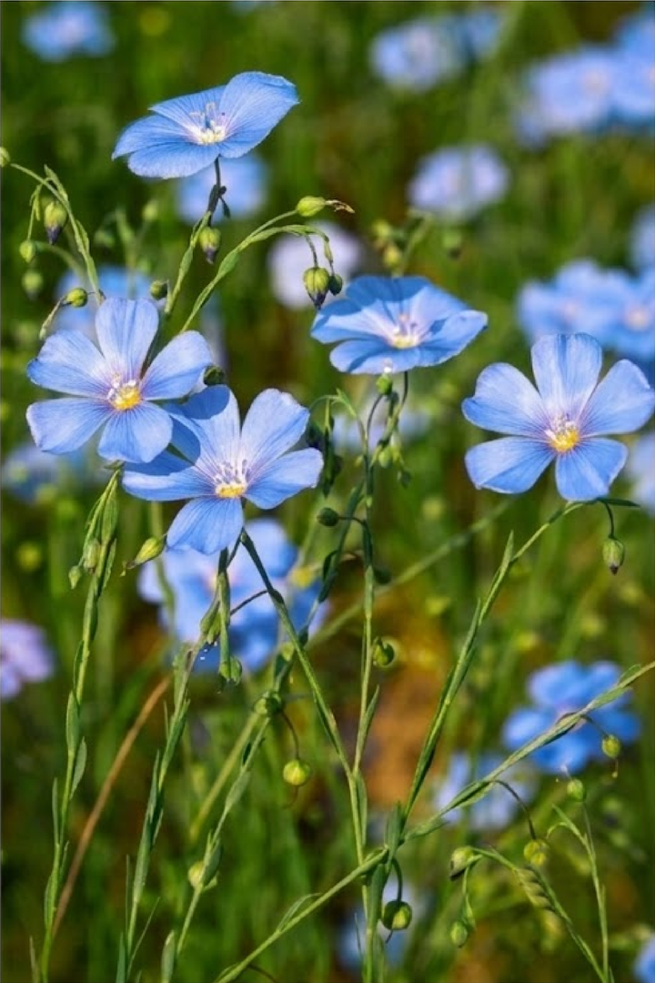 BLUE FLAX SEEDS