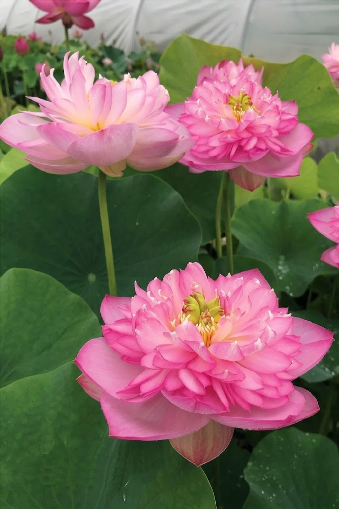 PINK LADY LOTUS SEEDS