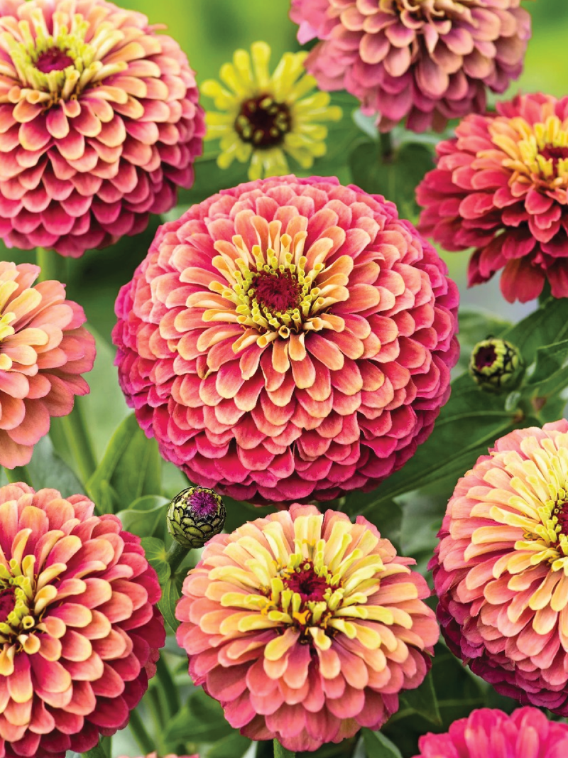 ZINNIA QUEEN RED LIME FLOWER SEEDLING <br> شتلات زهور زينيا كوين لايم رد