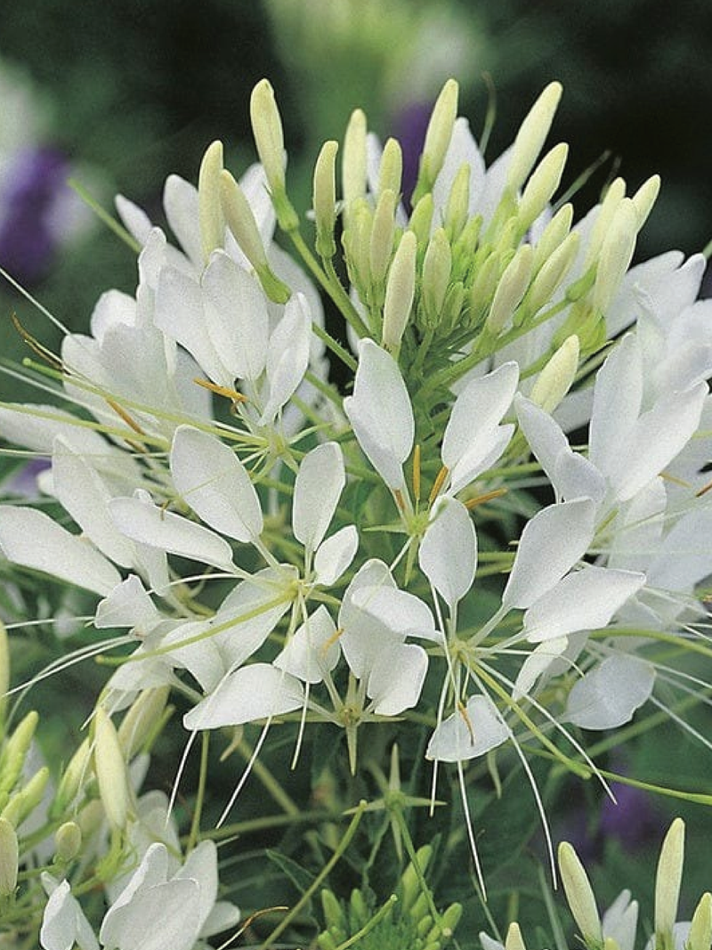 CLEOME HELEN CAMPBELL FLOWER SEEDLING <br>شتلات زهور كليوم هيلين كامبل