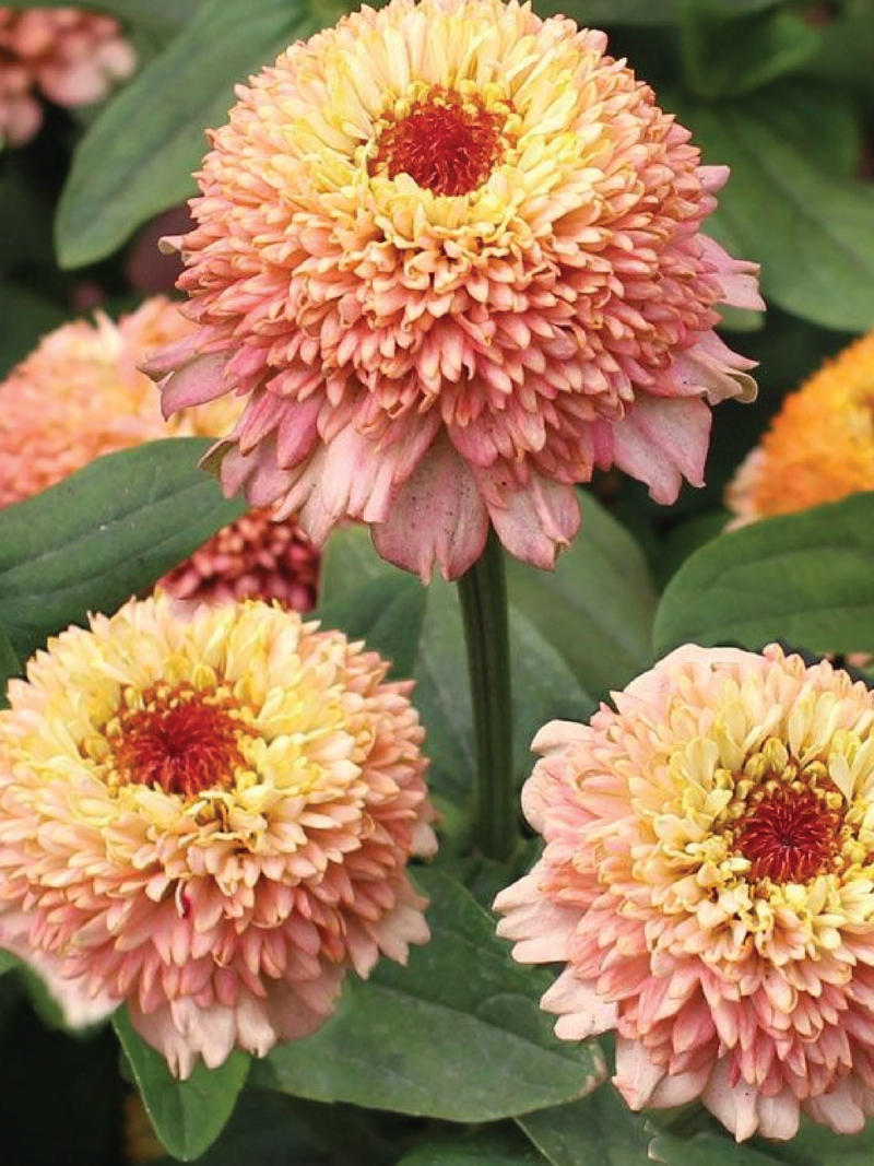 ZINNIA ZINDERELLA PEACH FLOWER SEEDLING <br> شتلات زهور زينيا زيندريلا