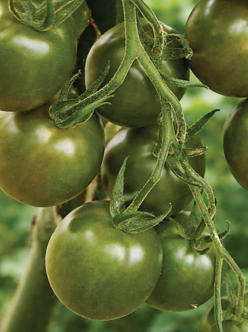 ORGANIC EVIL OLIVE TOMATO SEEDLING <br> شتلات طماطم إيفل أوليف العضوية