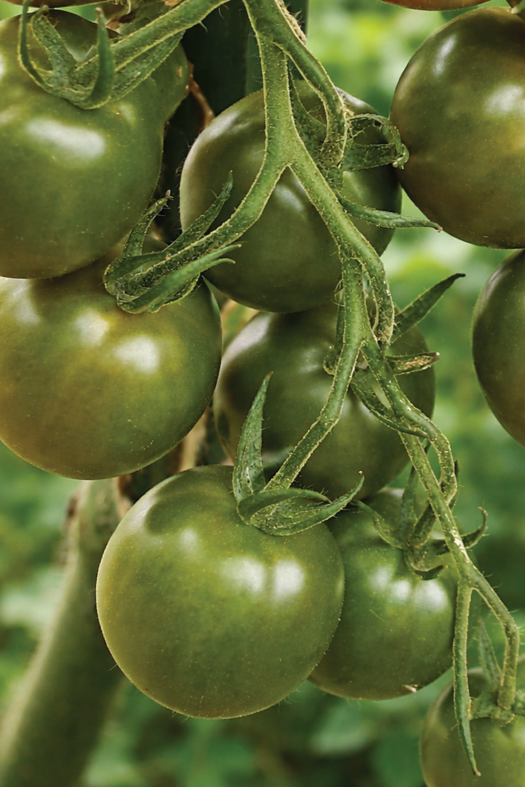 ORGANIC EVIL OLIVE TOMATO SEEDLING <br> شتلات طماطم إيفل أوليف العضوية