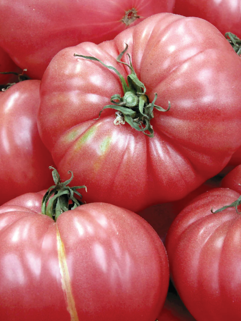 CASPIAN PINK TOMATO SEEDS <br> بذور الطماطم كاسبيان بينك