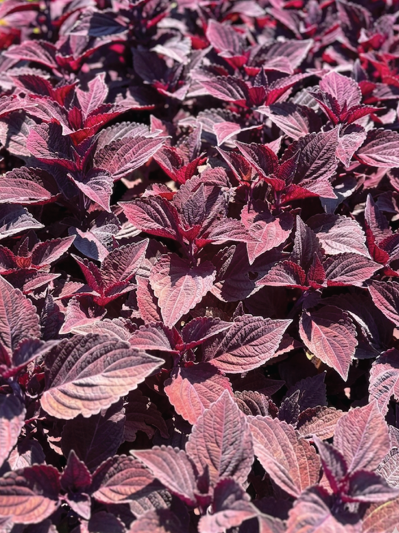 COLEUS FOLIA VELVET FLOWER SEEDLING <br> شتلات زهور كوليوس فوليا فلفت