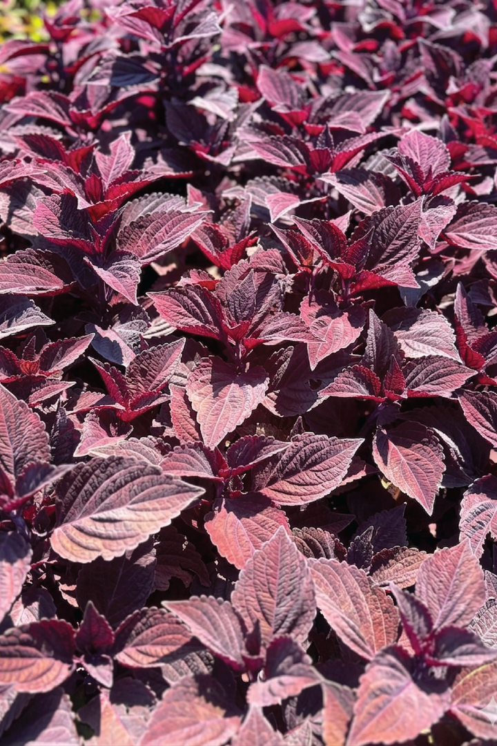 COLEUS FOLIA VELVET FLOWER SEEDLING <br> شتلات زهور كوليوس فوليا فلفت