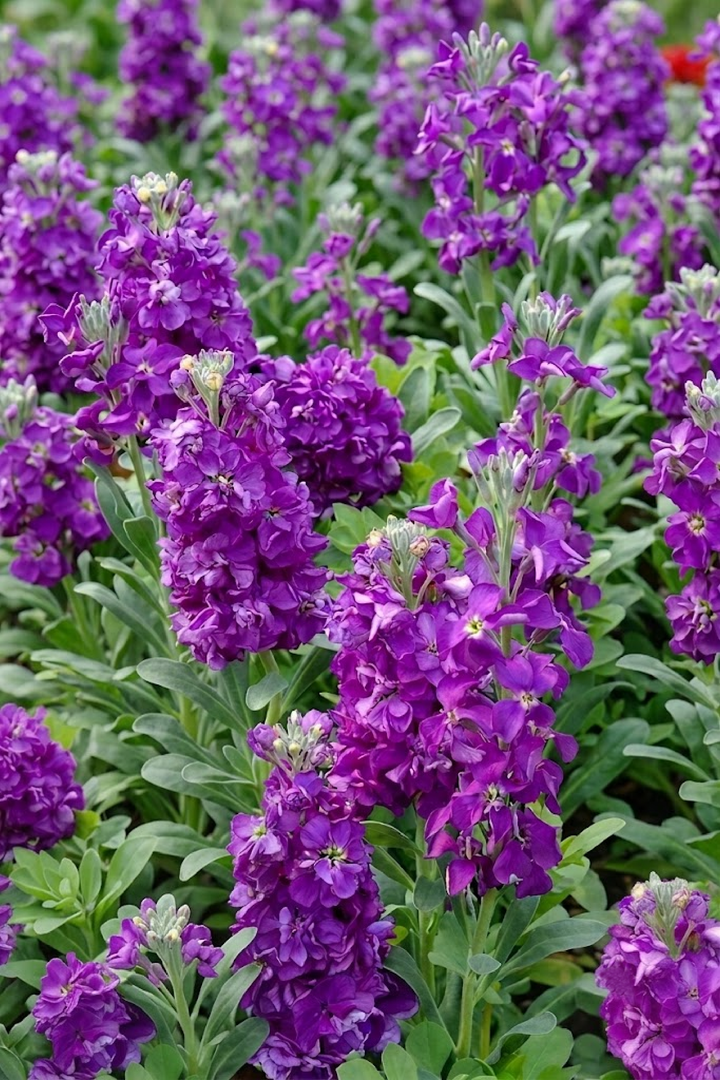 PURPLE STOCK FLOWER SEEDS <br> بذور زهور الستوك البنفسجية