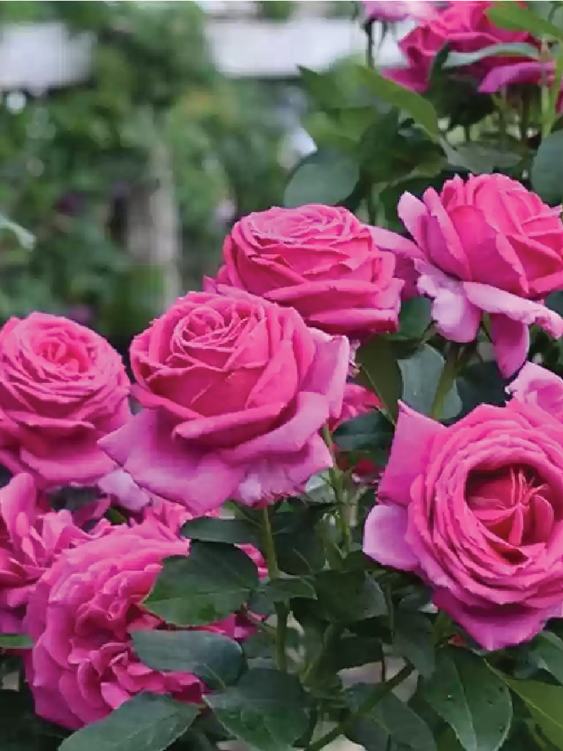 COLD BEAUTY ROSE SEEDS <br> بذور جوري الجمال البارد