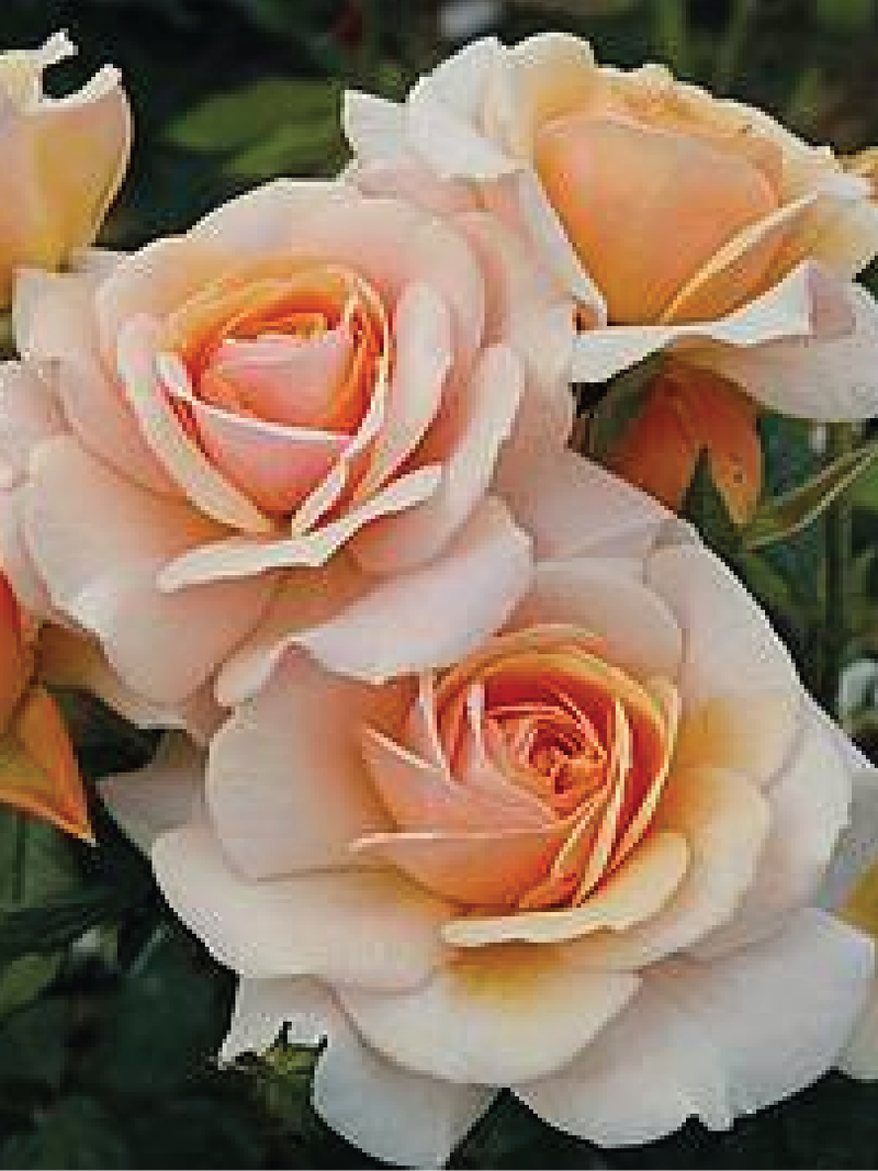 CHAMPAGNE ROSE SEEDS <br> بذور جوري الشامبانيا