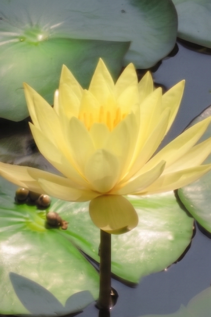 YELLOW LOTUS SEEDS