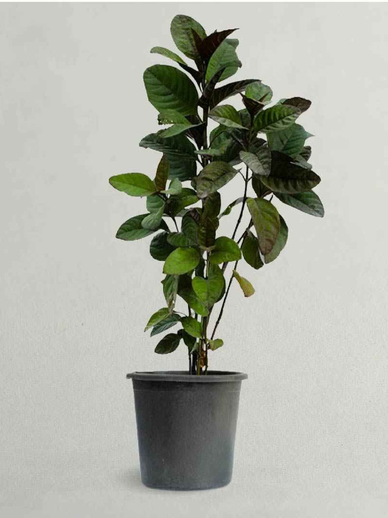 PSEUDERANTHEMUM PLANT