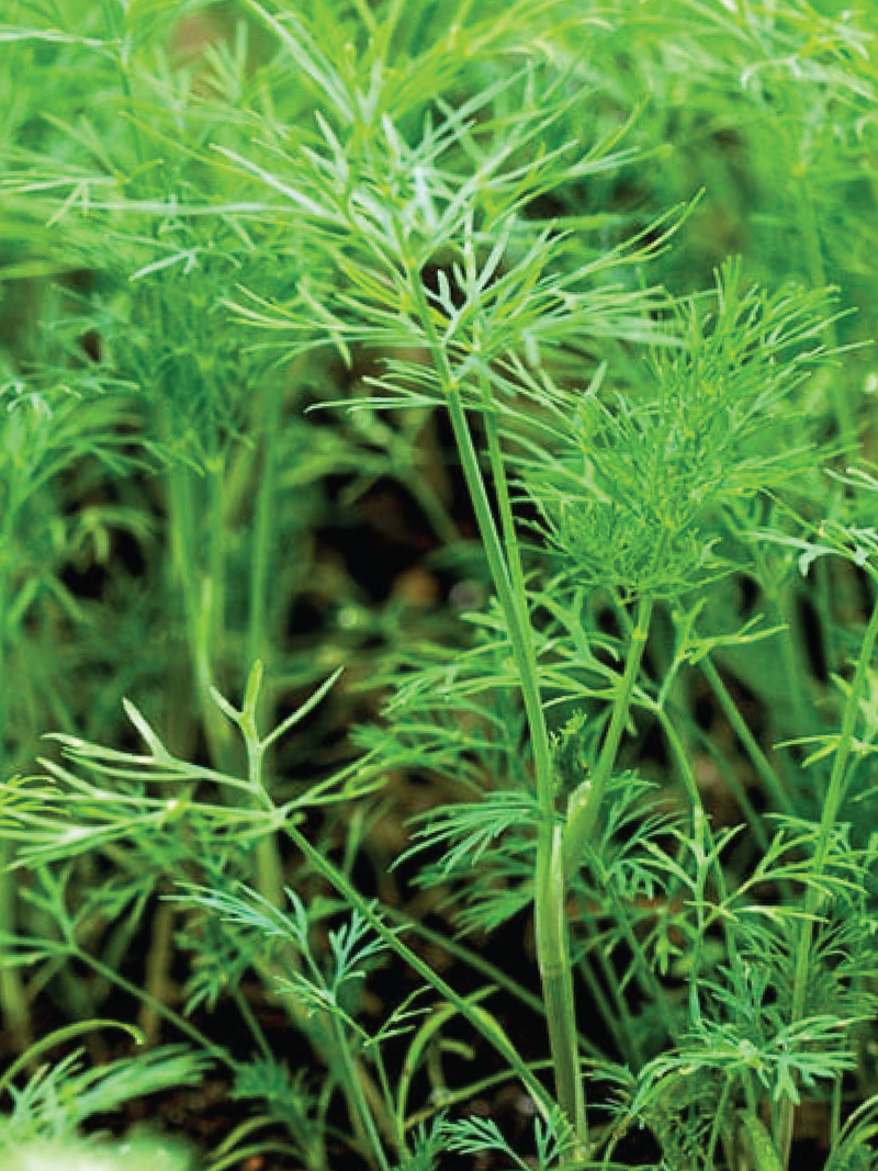 DILL SEEDS