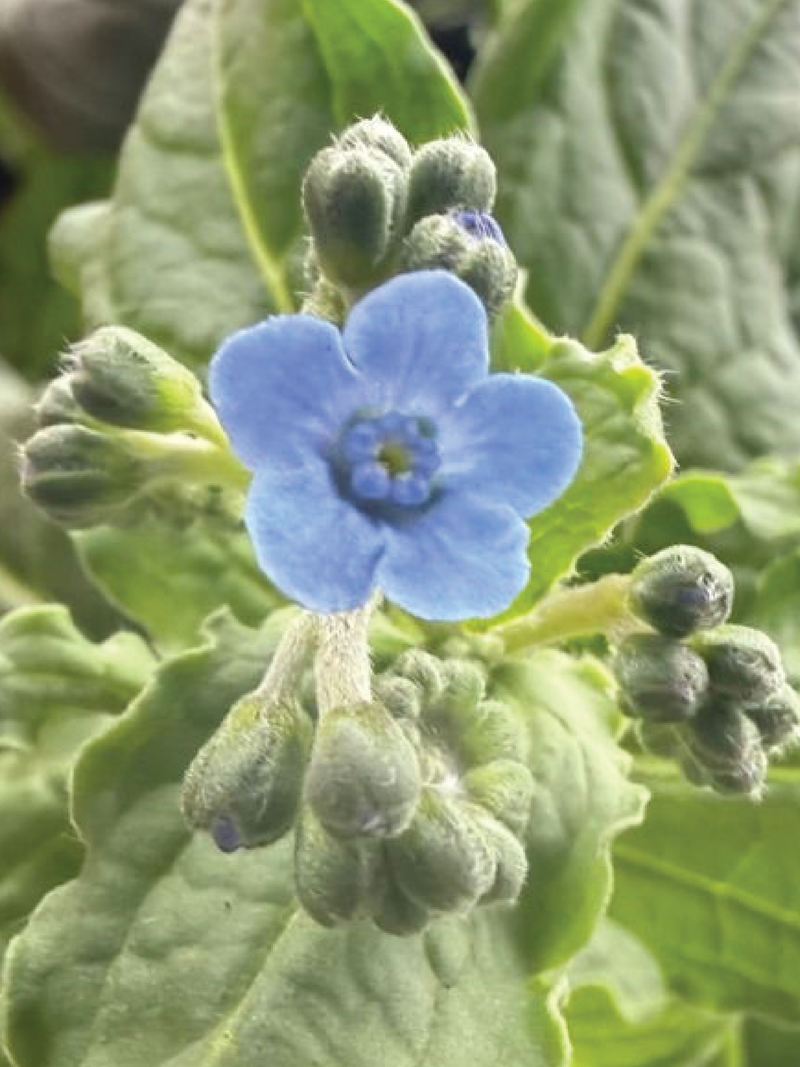 FORGET ME NOT FLOWER SEEDLING <br>  شتلات زهور فورقت مي نوت