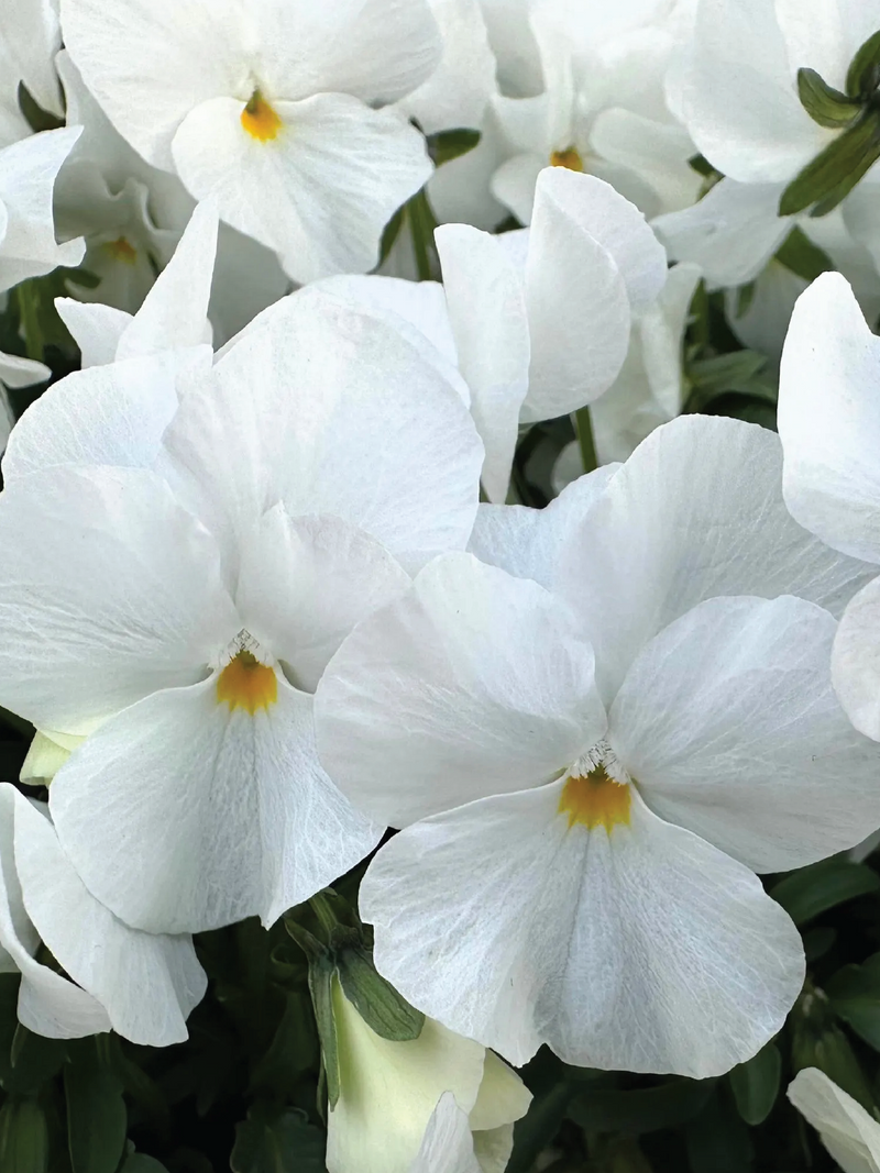 ADMIRE WHITE VIOLA FLOWER SEEDLING<br> شتلات زهور الفايولا أدماير وايت