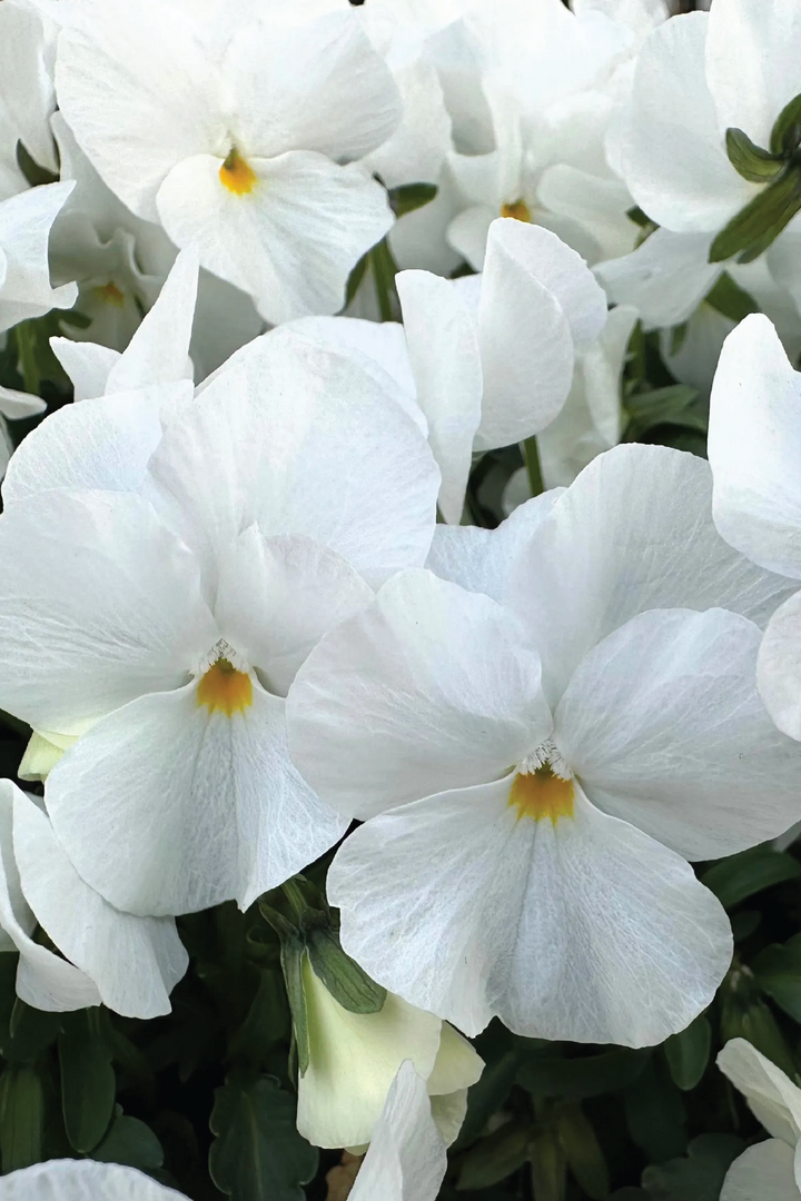 ADMIRE WHITE VIOLA FLOWER SEEDLING<br> شتلات زهور الفايولا أدماير وايت
