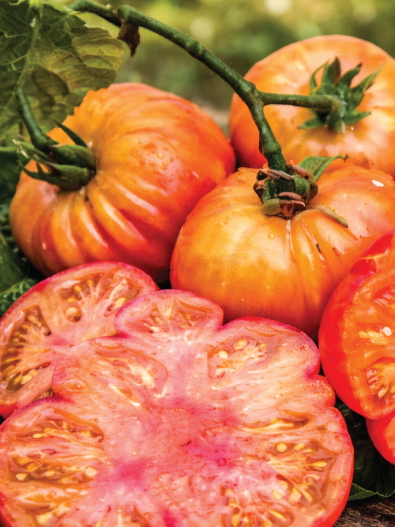 OLD GERMAN TOMATO SEEDS <br> بذور طماطم أولد جيرمان