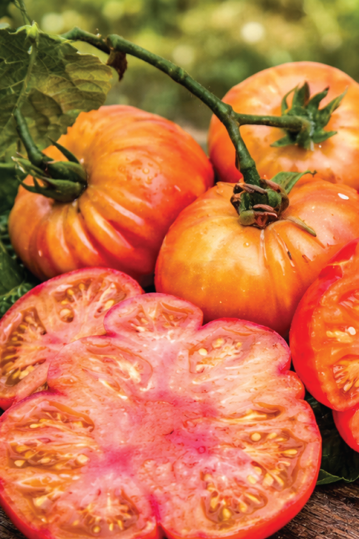 ORGANIC TOMATO OLD GERMAN SEEDLING <br>شتلات الطماطم أولد جيرمان العضوية