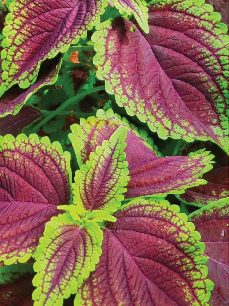 COLEUS FLOWER SEEDLING شتلات زهور السجاد