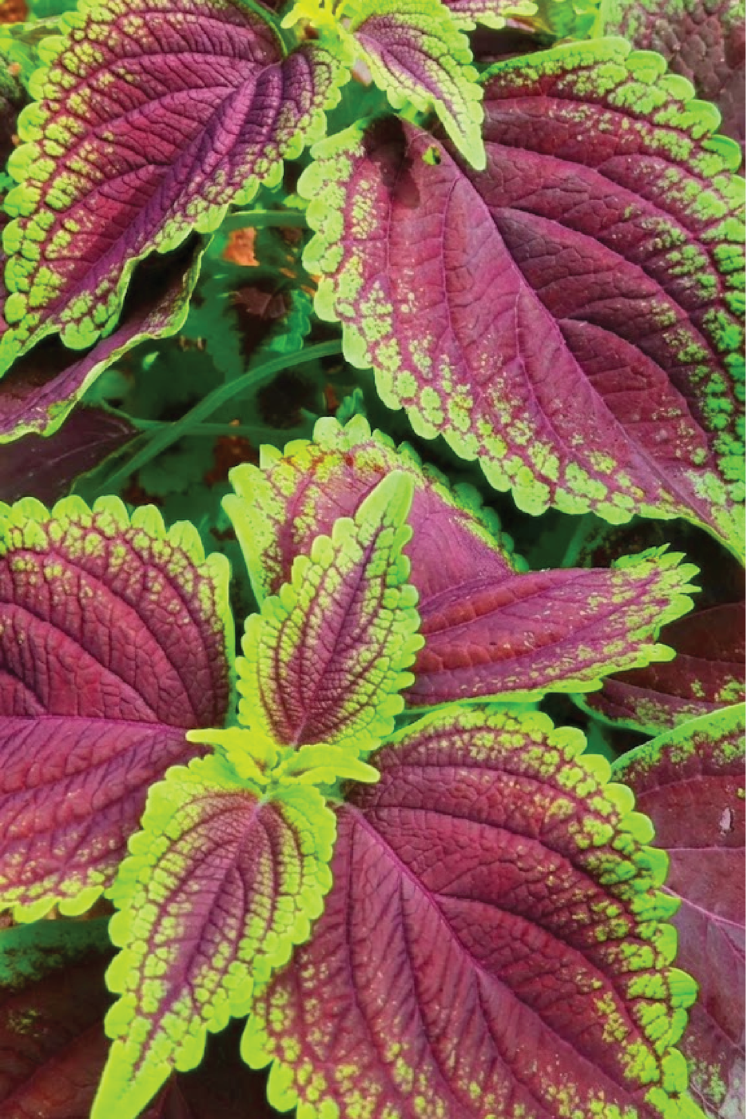 COLEUS FLOWER SEEDLING شتلات زهور السجاد