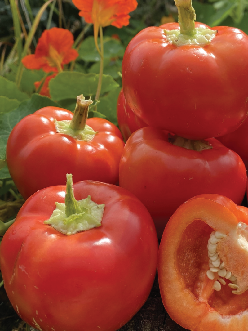 ORGANIC RED CHEESE SWEET PEPPER SEEDLING<BR>شتلات الفلفل البارد سويت تشيز العضوية