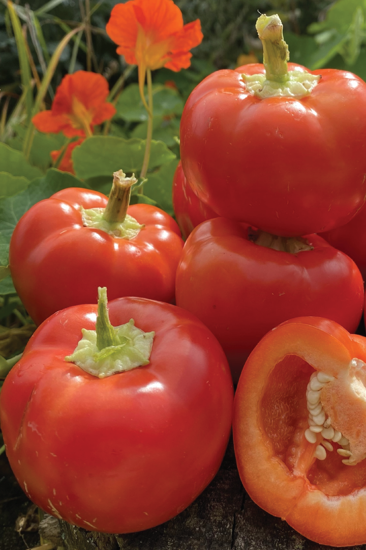 ORGANIC RED CHEESE SWEET PEPPER SEEDLING<BR>شتلات الفلفل البارد سويت تشيز العضوية