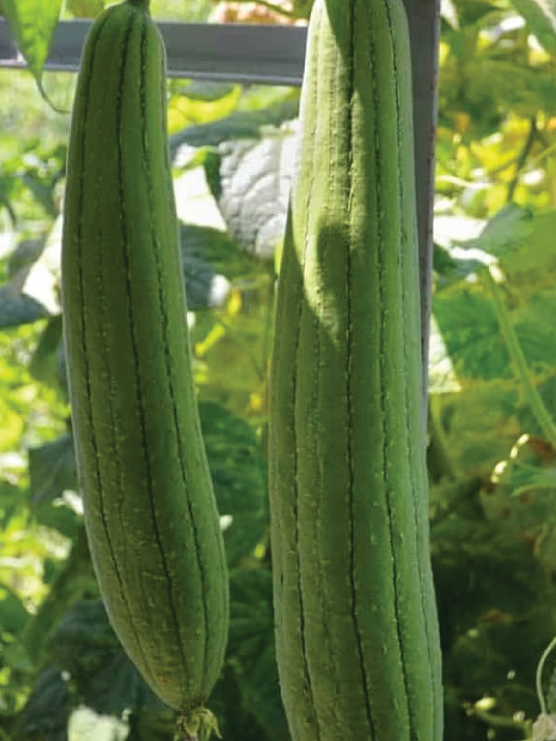 LOOFAH SEEDS <br> بذور الليفة