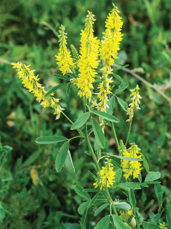 SWEET CLOVER SEEDLING
