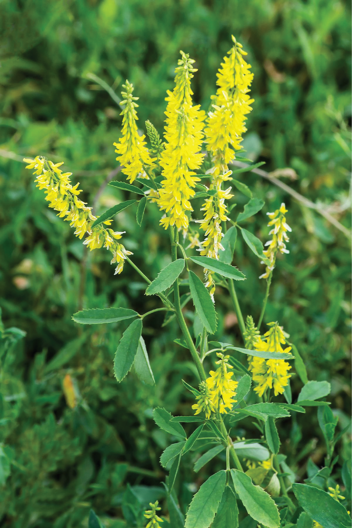 SWEET CLOVER SEEDS <br> بذور الكلوفر الحلو