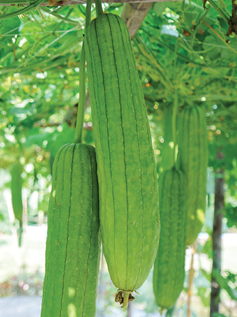 LOOFAH SEEDS <br> بذور الليفة