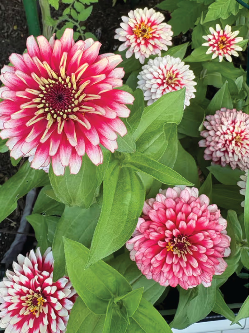 ZINNIA SWIZZLE CHERRY & IVORY FLOWER SEEDLING <br> شتلات زهور الزينيا سويزل شيري آند آيفوري 