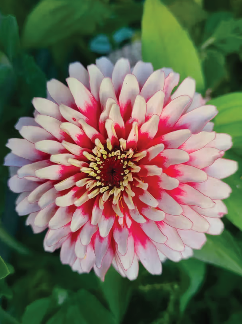 ZINNIA SWIZZLE CHERRY & IVORY FLOWER SEEDLING <br> شتلات زهور الزينيا سويزل شيري آند آيفوري 