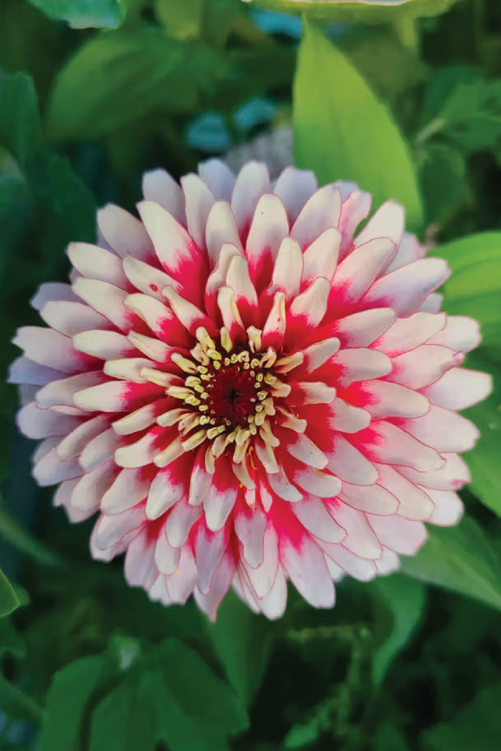 ZINNIA SWIZZLE CHERRY & IVORY FLOWER SEEDLING <br> شتلات زهور الزينيا سويزل شيري آند آيفوري 