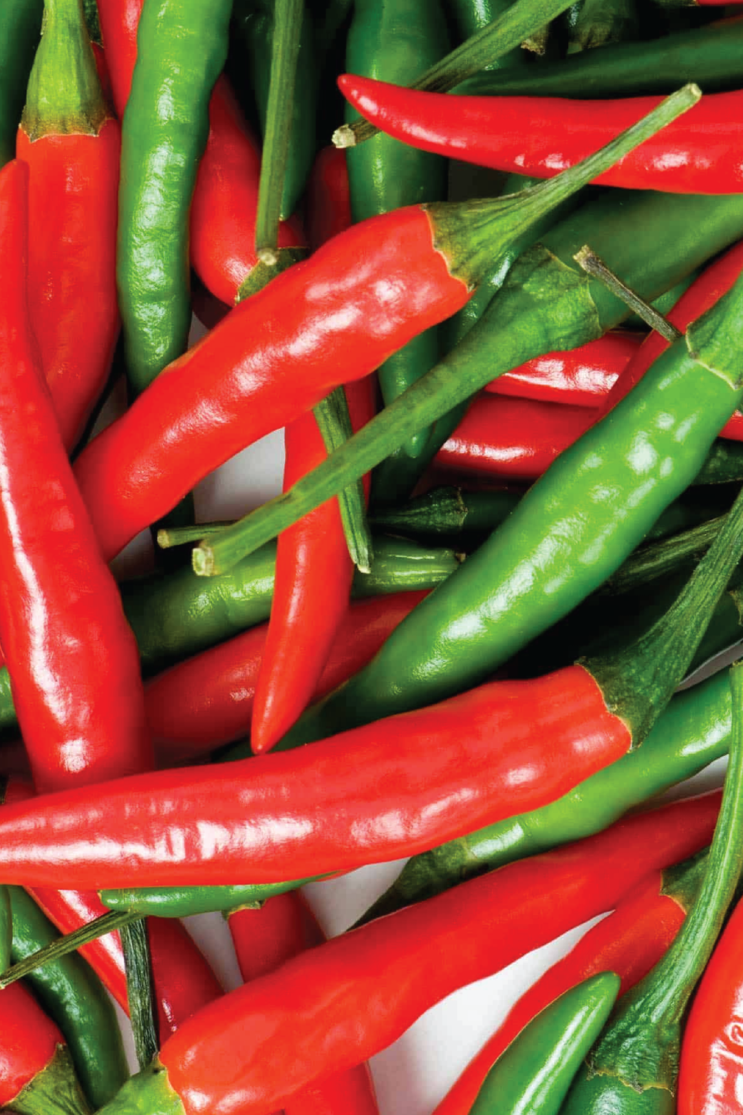 ORGANIC THAI HOT PEPPER SEEDLING <br> شتلات الفلفل التايلندي الحار العضوية