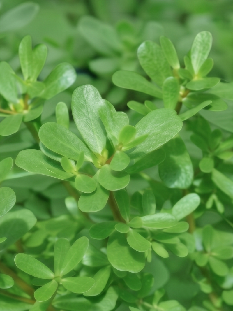 PURSLANE SEEDS