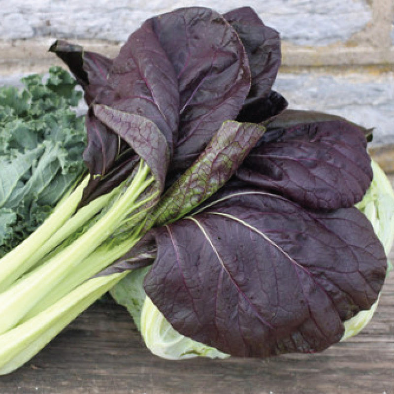 BOK CHOY PURPLE LADY SEEDLING<br> شتلات بوك تشوي السيدة الأرجوانية