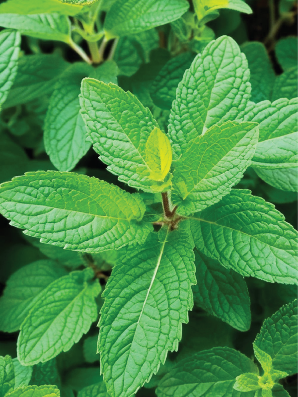 ORGANIC MINT SEEDLING