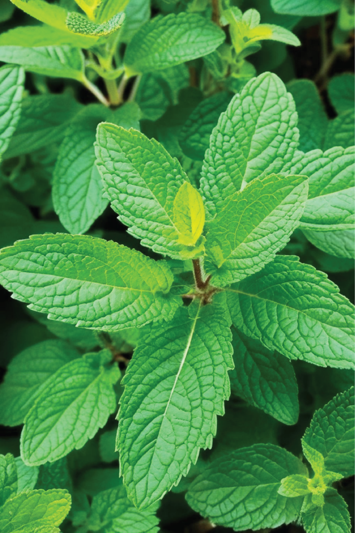 EXTRA LARGE ORGANIC MINT SEEDLING <br> شتلات النعناع العضوية كبيرة جدًا