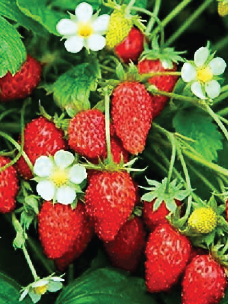 ORGANIC ALEXANDRIA STRAWBERRY SEEDING <br> شتلات الفراولة أليكساندريا العضوية