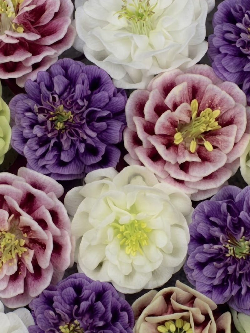 AQUILEGIA MIX SEEDS