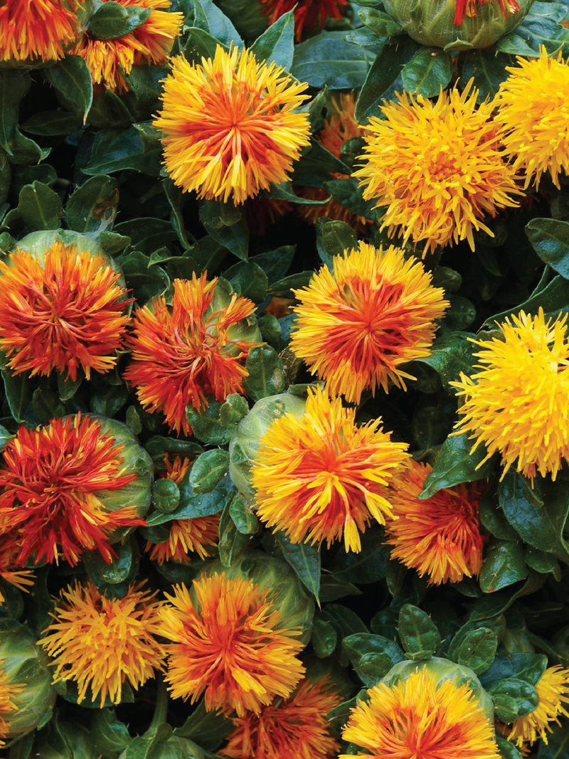 SAFFLOWER SEEDS