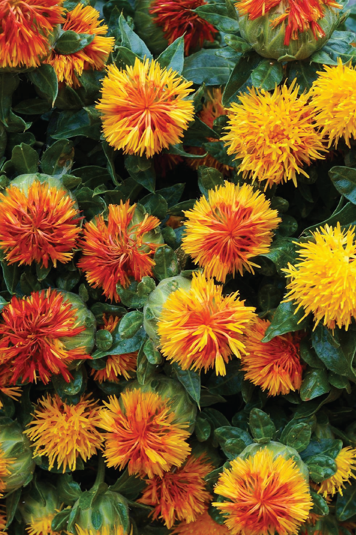 ORGANIC SAFFLOWER SEEDLING