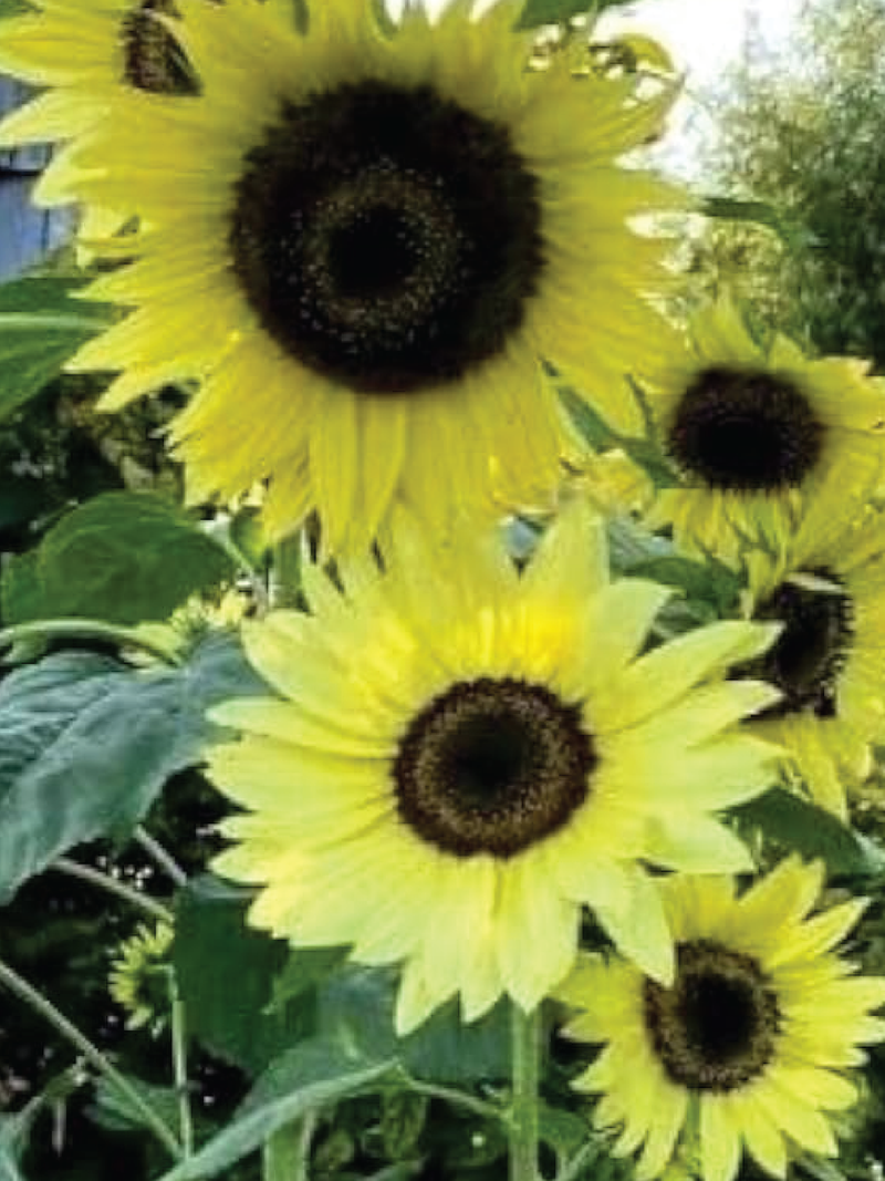 LEMON QUEEN SUNFLOWER SEEDLING <br> شتلات زهور دوار الشمس ليمون كوين