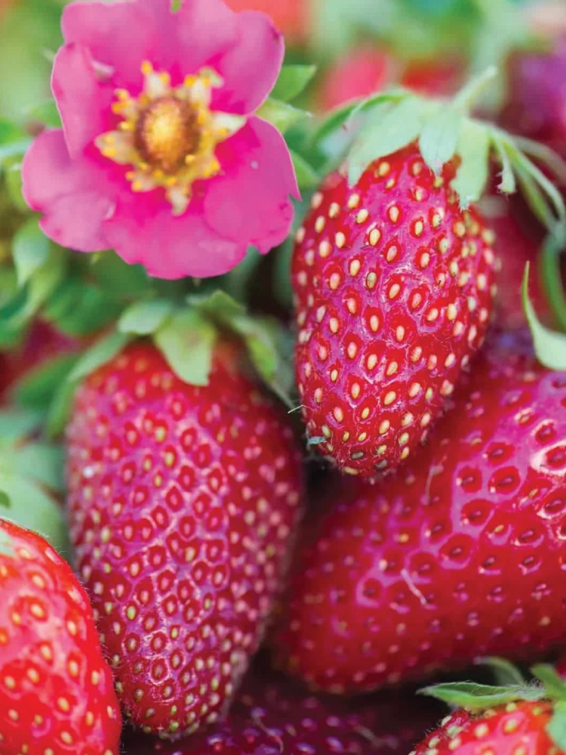 ORGANIC STRAWBERRY SUMMER BREEZE CHERRY BLOSSOM SEEDING <br> شتلات الفراولة سمر بريز شيري بلوسوم العضوية