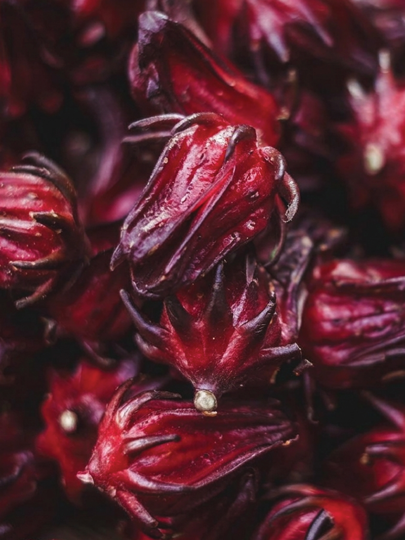 ORGANIC MAROON HIBISCUS SEEDLING <br>شتلات الكركديه الماروني العضوية