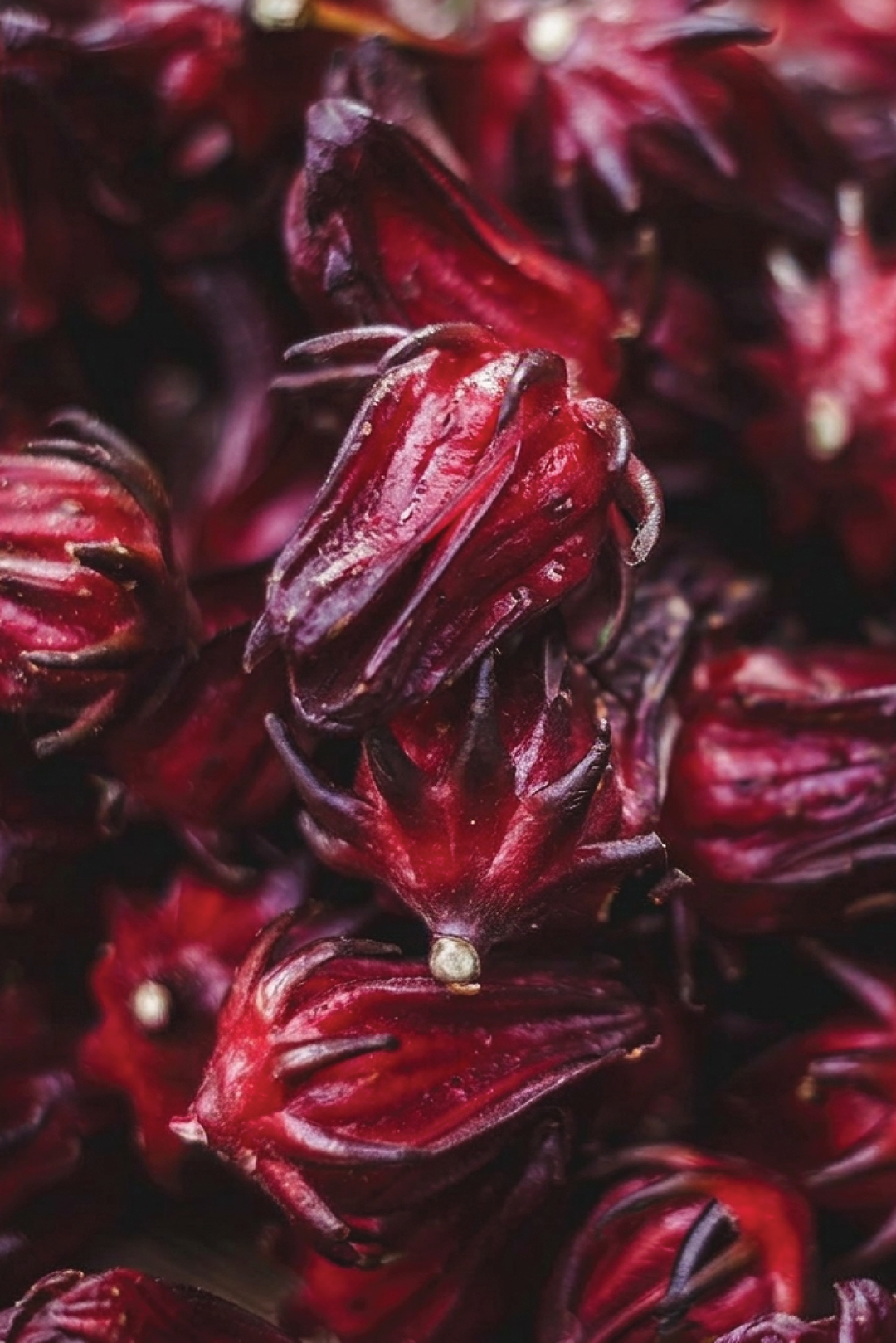 ORGANIC MAROON HIBISCUS SEEDLING