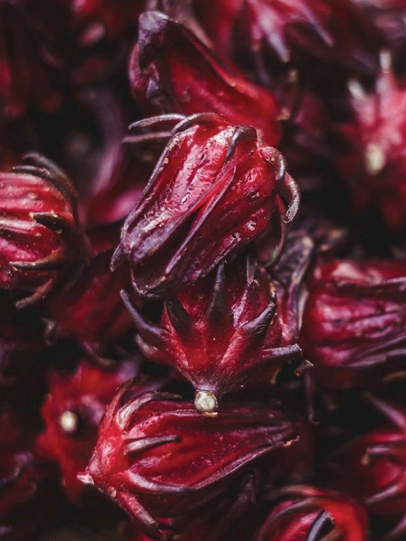 MAROON HIBISCUS SEEDS