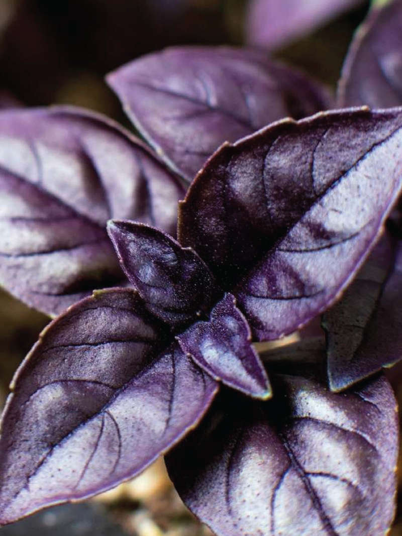 DARK OPAL BASIL SEED <br> بذور الريحان دارك أوبال